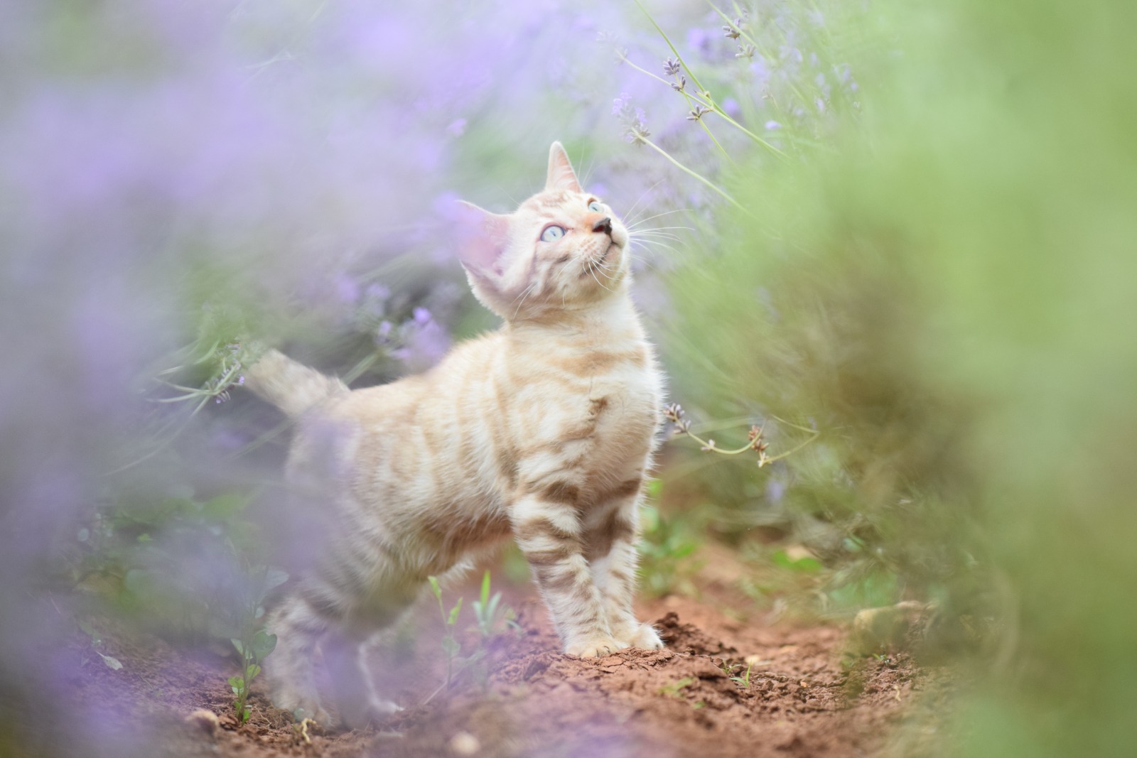 Hera – Bengal Female