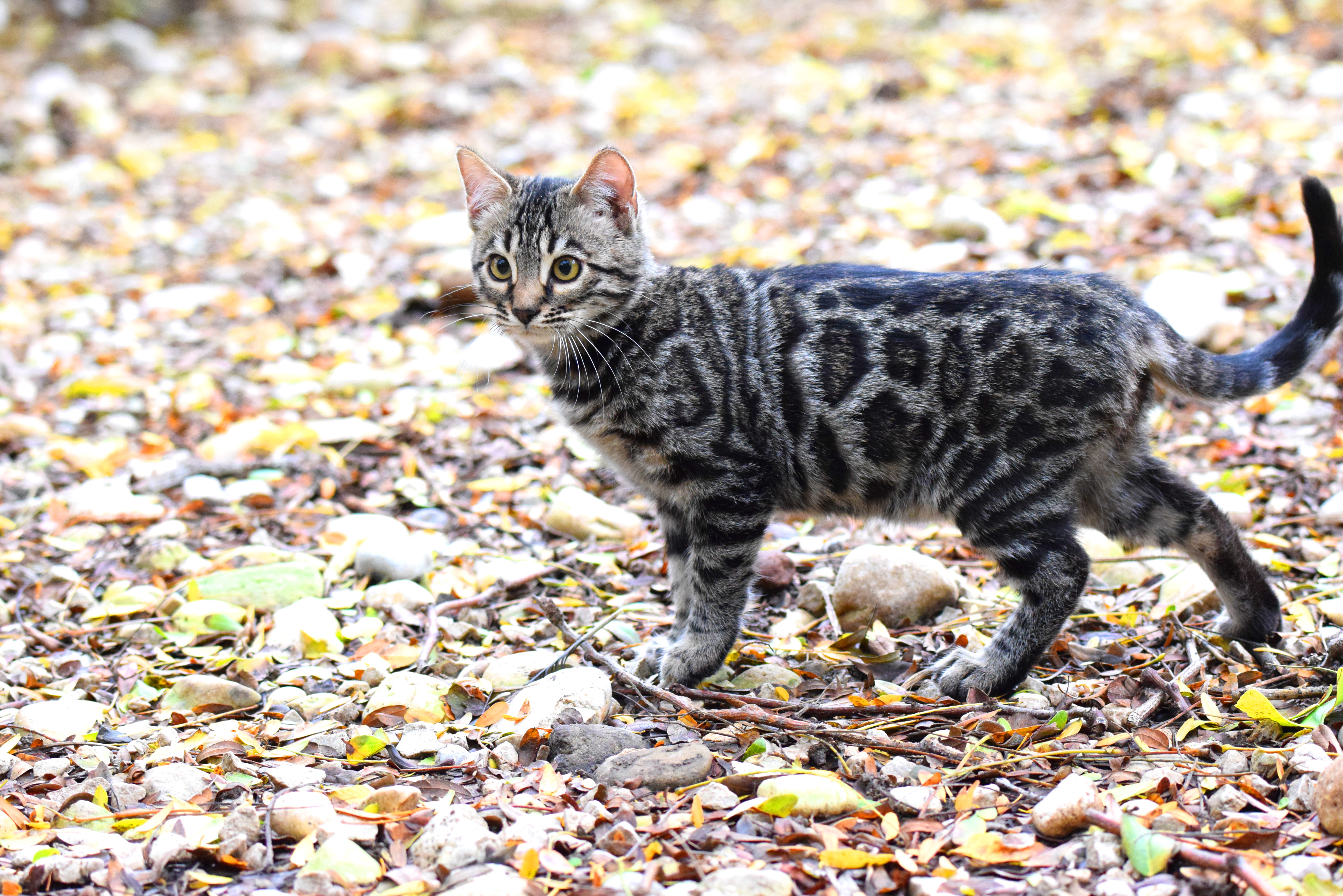 Avaiable Bengal Kittens